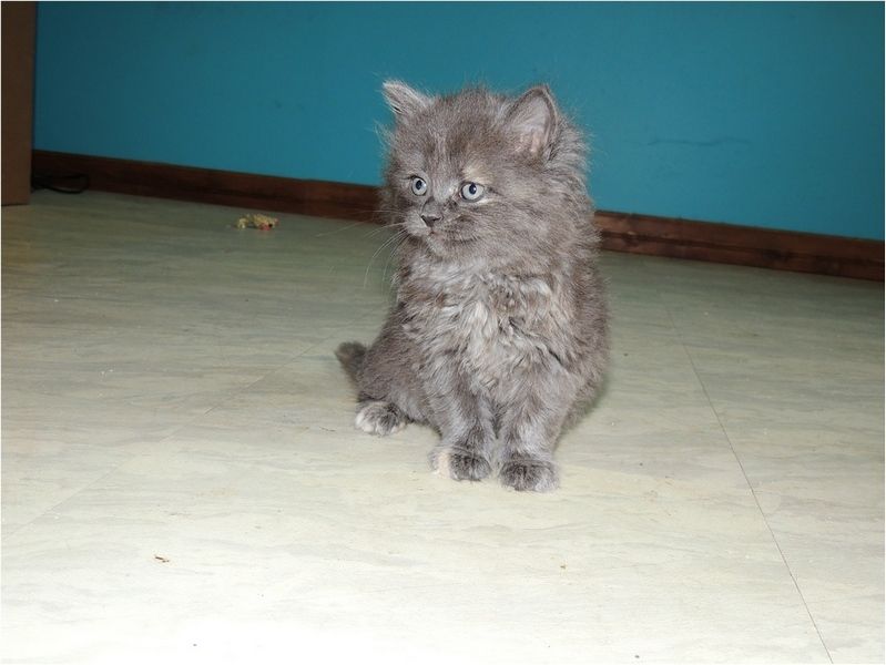 Beaux petits minous